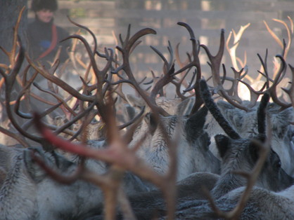 IoT technology supports reindeer farming