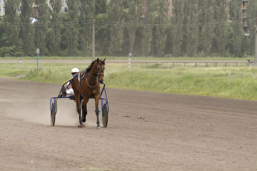 Case – Harness races: Hippos