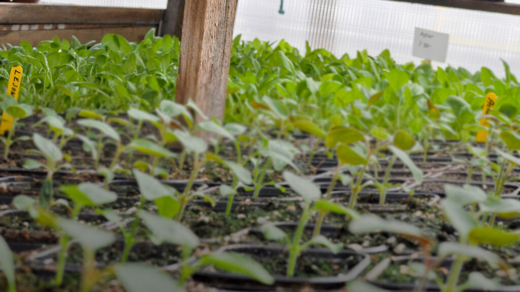 For a plant retailer, IoT technology saves time and nerves