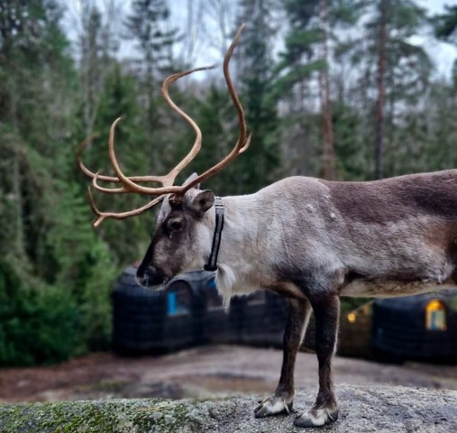 Porolivellä jo yli 1,3 miljoonaa katselua – porojen seuranta IoT-teknologian avulla lisää porotalouden tehokkuutta 